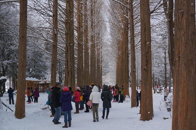[Private Tour] Nami Island & Snow Viewing and Snow sled (More Members Less Cost) - Elysian Gangchon Snow Viewing and Snow Sled: 5 Hours to Actually Play