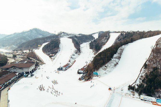 [Private Tour] Nami Island & Snow Viewing and Snow sled (More Members Less Cost) - Price and Value: Is $224 per Person Worth It?