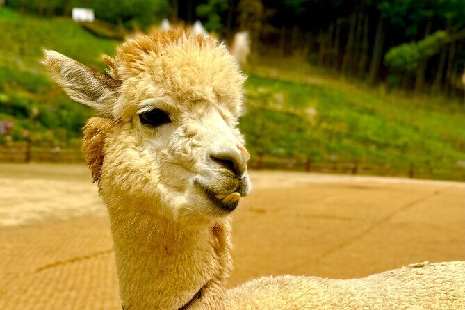 Private Tour to Alpaca world &Nami Island& Railbike with Tickets - Gangchon Rail Park: rail biking with electric ease or classic pedal power
