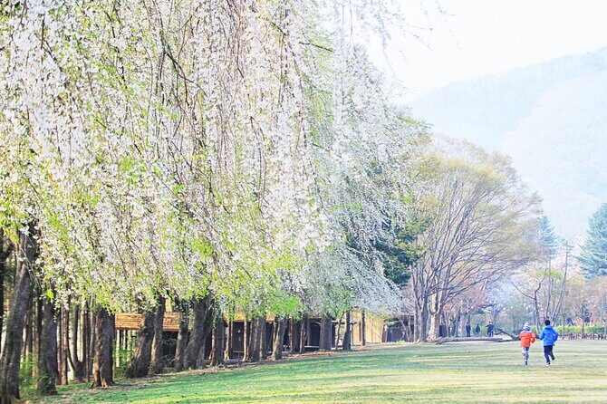 Private Tour to Alpaca world &Nami Island& Railbike with Tickets - What the private van really buys you in an 8–10 hour day
