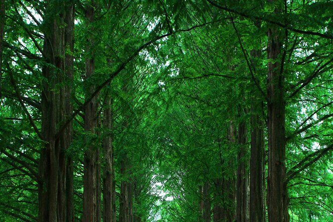 Private Tour to Alpaca world &Nami Island& Railbike with Tickets - Nami Island in 2 hours: Song Village vibes and choose-your-own activities