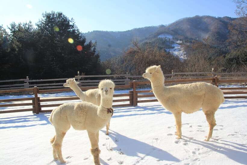 Seoul: Alpaca, Nami, Morning Calm or Eobi (+Rail Bike) - Key highlights at a glance