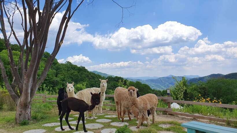 Seoul: Alpaca, Nami, Morning Calm or Eobi (+Rail Bike) - Leaving Seoul early: pickup options and how the long day stays manageable