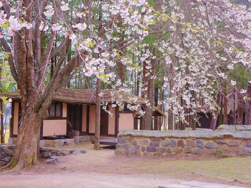 Seoul: Alpaca, Nami, Morning Calm or Eobi (+Rail Bike) - Nami Island by ferry: wooded riverside walks and photo spots with a story
