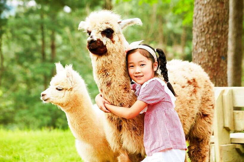 Seoul: Alpaca, Nami, Morning Calm or Eobi (+Rail Bike) - Alpaca World: fluffy alpacas, a forest setting, and easy self-guided fun