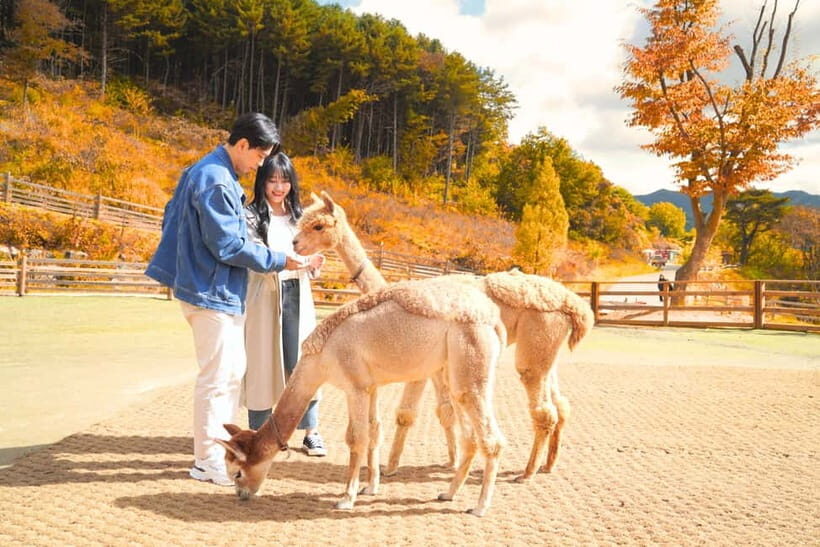 Seoul: Alpaca World and Nami Island (with Garden / Railbike) - Alpaca World: feeding and touch time (plus extra animal fun)