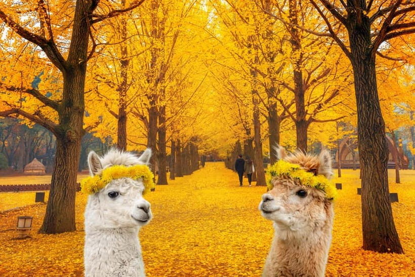 Seoul: Alpaca World & Nami Island optional Gangchon Railbike - Nami Island: Tree-Lined Walks, Art Installations, and Lunch on Your Terms