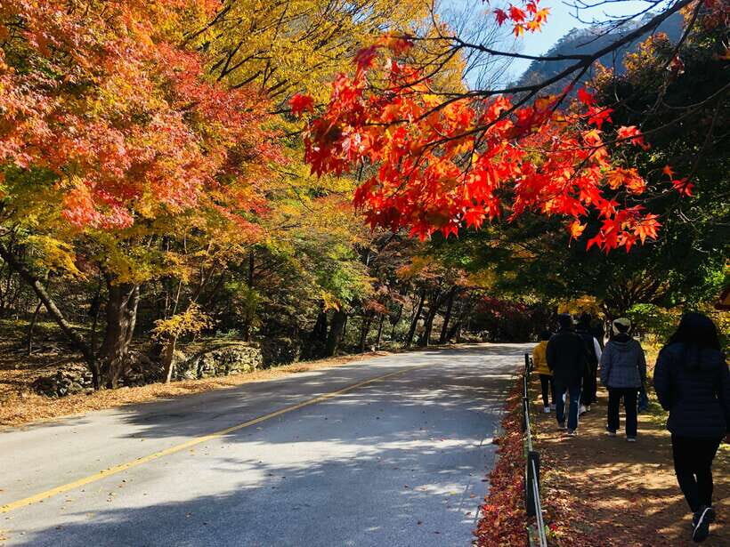 Seoul: Autumn Foliage - Mt. Naejang + Jeonju Hanok Village - Price and Time: Does $61 Feel Worth It?