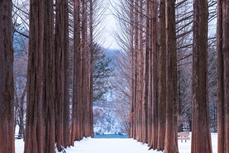 Seoul: Elysian Gangchon Winter Ski with Nami Island Day Tour - Who This Works Best For: Families, First-Timers, and Winter Photo Fans