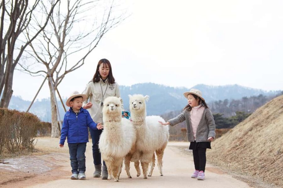 Seoul: Eobi Ice Valley, Alpaca World, Nami Island and More - Eobi Ice Valley: ice photos without the long slog