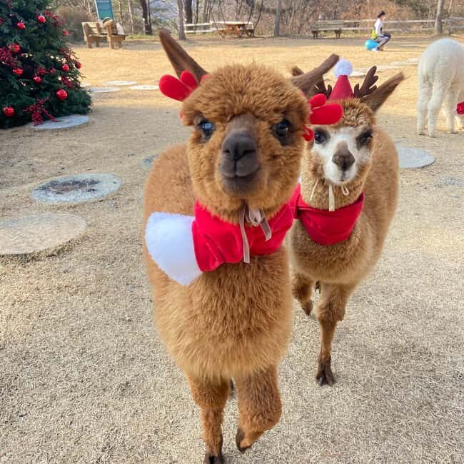 Seoul: Eobi Ice Valley, Alpaca World, Nami Island and More - Should you book this Eobi–Nami–Alpaca winter day?