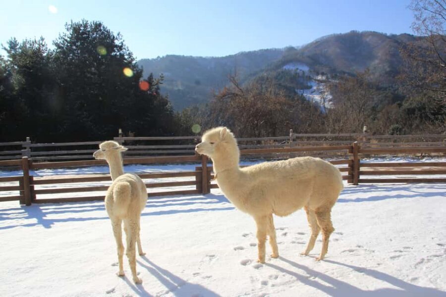 Seoul: Eobi Ice Valley, Alpaca World, Nami Island and More - Alpaca World: the warm, calm break you’ll remember
