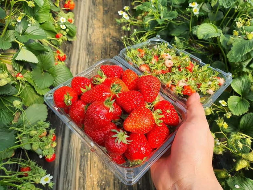 Seoul: Eobi Valley(Winter), Strawberry, Nami Island and Bike - Price and Value: Why This Package Often Makes Sense