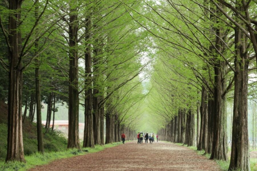 Seoul: Gangwon-do Day Trip with Alpaca World & Nami Island - Key highlights to know before you go