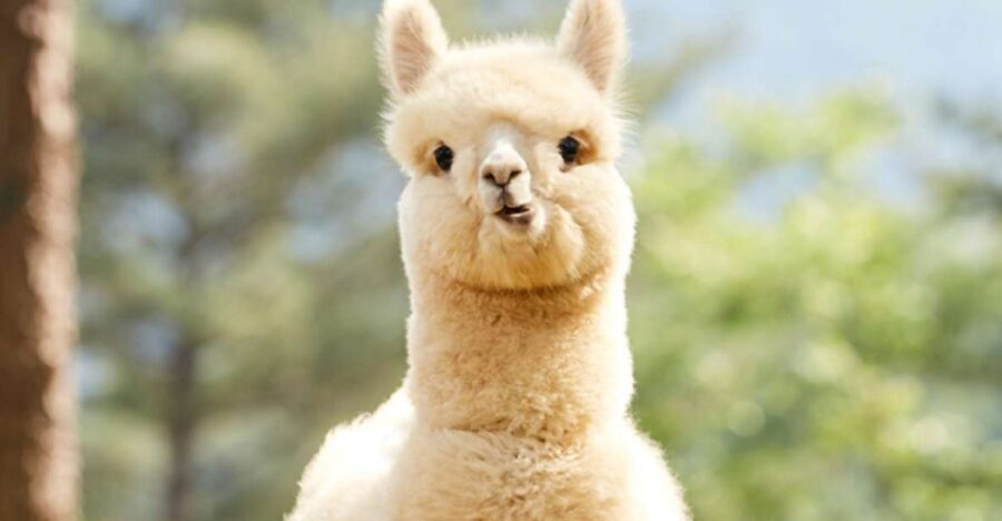 Seoul: Gangwon-do Day Trip with Alpaca World & Nami Island - Lunch break: a real pause before the countryside gets active