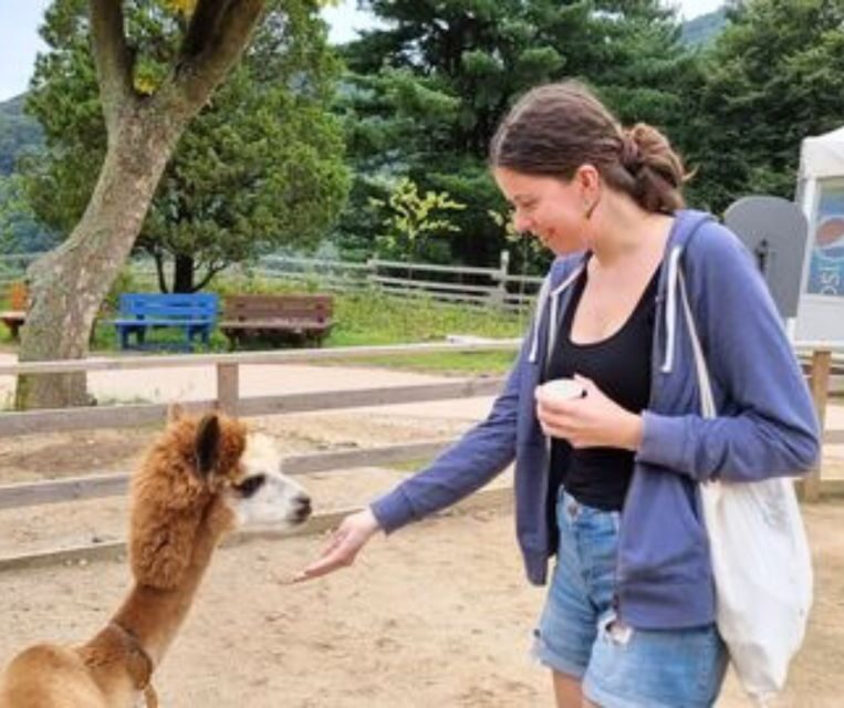 Seoul: Gangwon-do Day Trip with Alpaca World & Nami Island - Choosing between rail bikes and Morning Calm: pick your pace