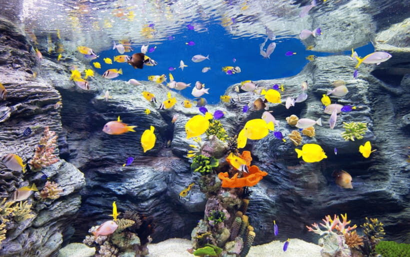 Seoul: Lotte World Aquarium Ticket - Key highlights to plan around