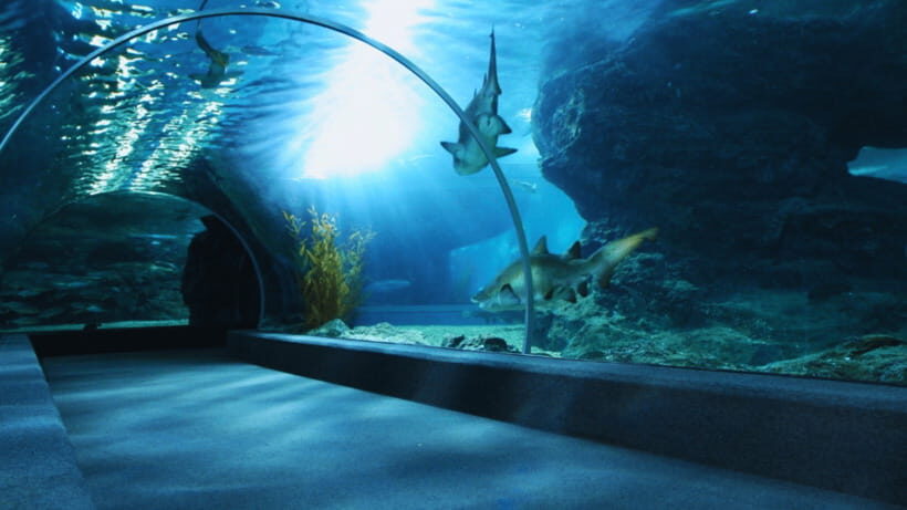 Seoul: Lotte World Aquarium Ticket - Lotte World Aquarium at a glance: what your ticket really buys