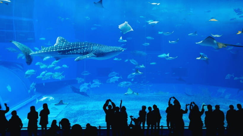 Seoul: Lotte World Aquarium Ticket - The ocean tunnel experience: where fish and mammals are overhead