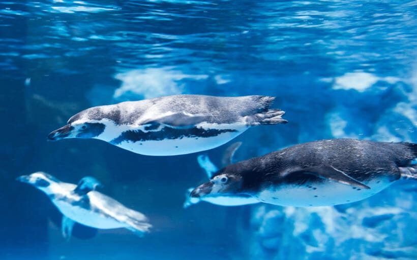 Seoul: Lotte World Aquarium Ticket - From 25 meters wide to 13 themed displays: how to plan your walk