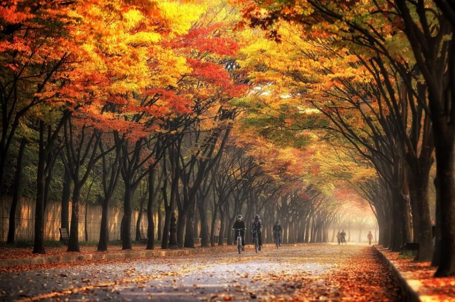 Seoul: Naejangsan National Park Autumn Foliage One Day Tour - The walk toward Naejangsa Temple: guided routes, then your pace