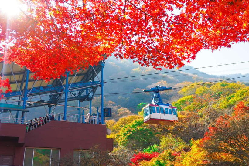 Seoul: Naejangsan National Park Autumn Foliage One Day Tour - Temple time and lunch on your terms