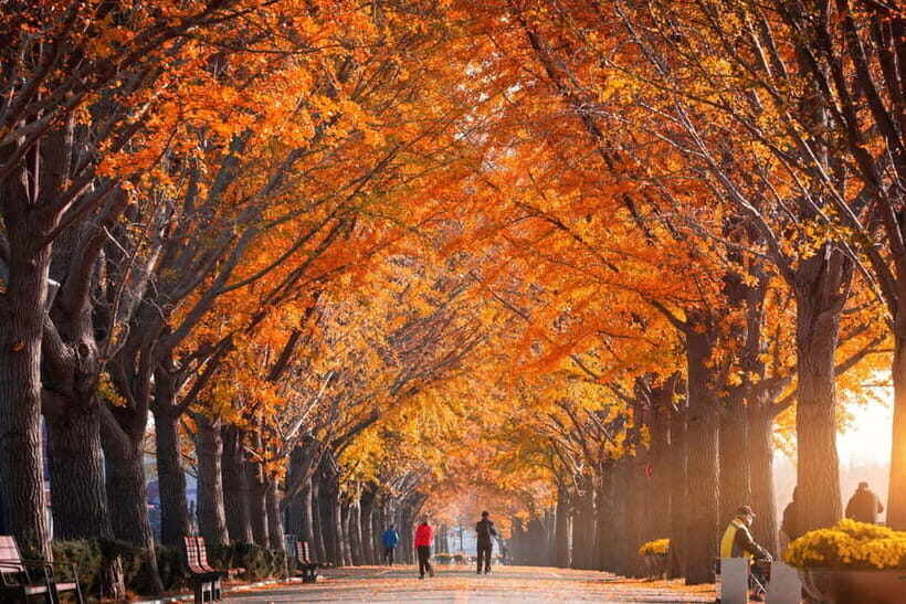 Seoul: Naejangsan National Park Autumn Foliage One Day Tour - Weather and traffic: the honest reason flexibility matters