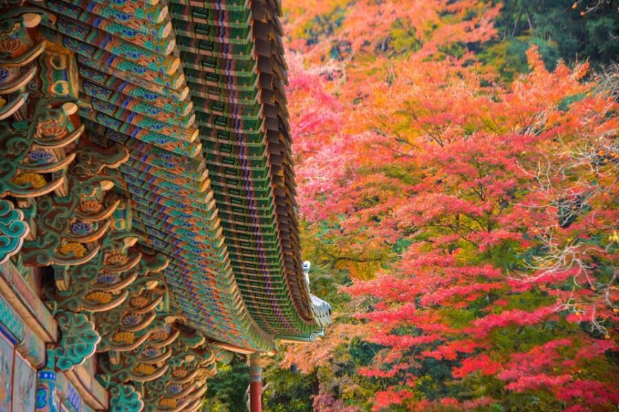 Seoul: Naejangsan National Park Autumn Foliage One Day Tour - From Seoul to Naejangsan: morning timing and the shuttle ride