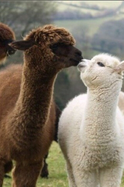 Seoul: Nami and K-Garden with Optional Alpaca Winter Tour - Nami Island: K-drama fame, but also just a good winter stroll