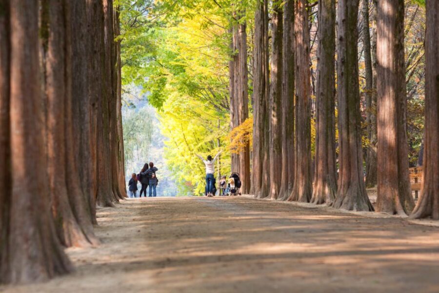 Seoul: Nami Island, Garden and Petite France (opt. Railbike) - Price and value: why this day trip can be good value