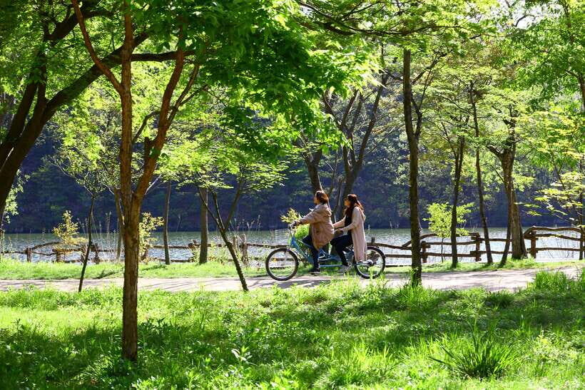 Seoul: Nami Island & Petite France Tour with Railbike Option - Key things that make this tour worth your time