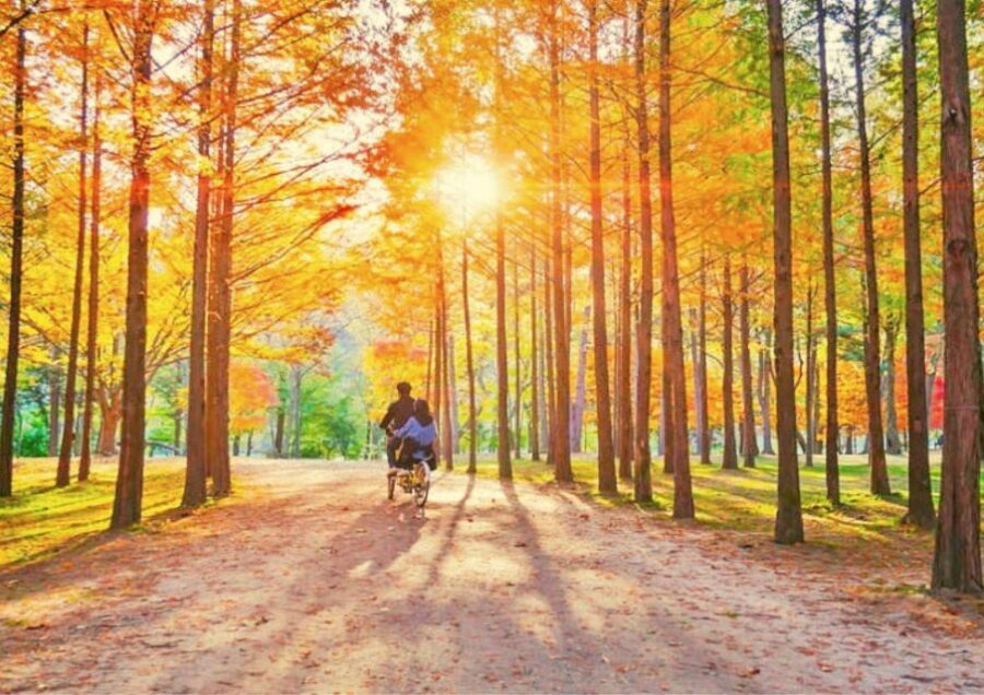 Seoul: Nami, Petite France, Italian Village, Railbike Option - Romancing the countryside: Nami, Europe-style villages, and railbike views