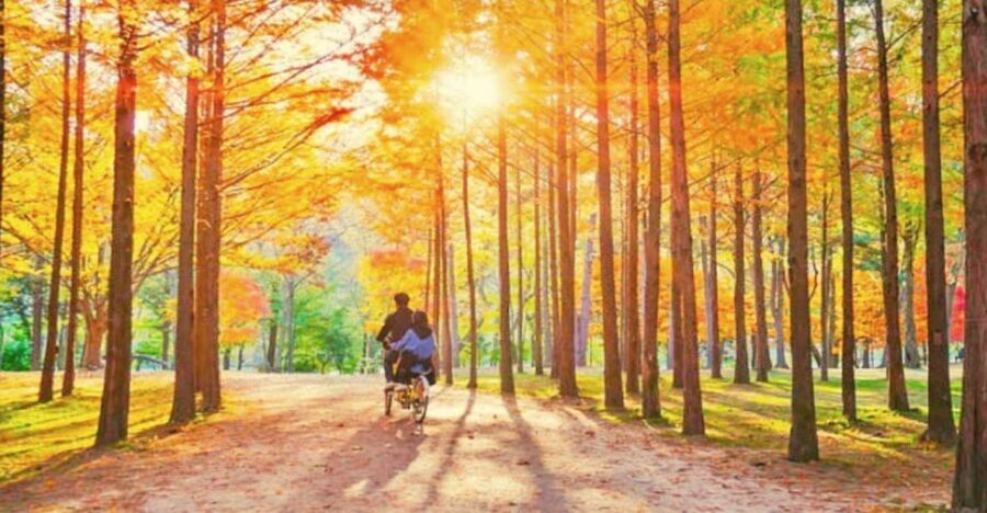 Seoul: Nami, Petite France, Italian Village, Railbike Option - Namiseom: K-drama trees, riverside walks, and how to use your hour