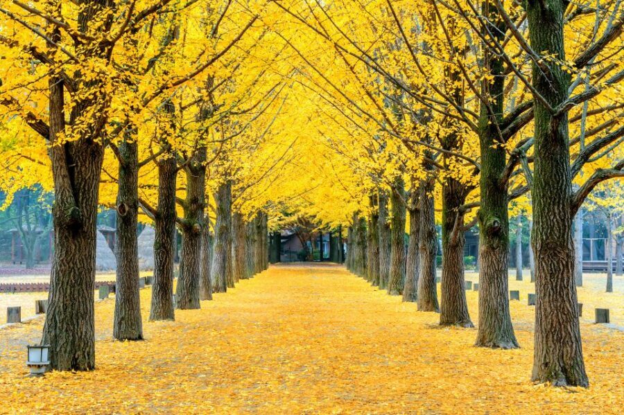 Seoul: Private Customizable Tour to Nami Island and More - Practical Tips Before You Go