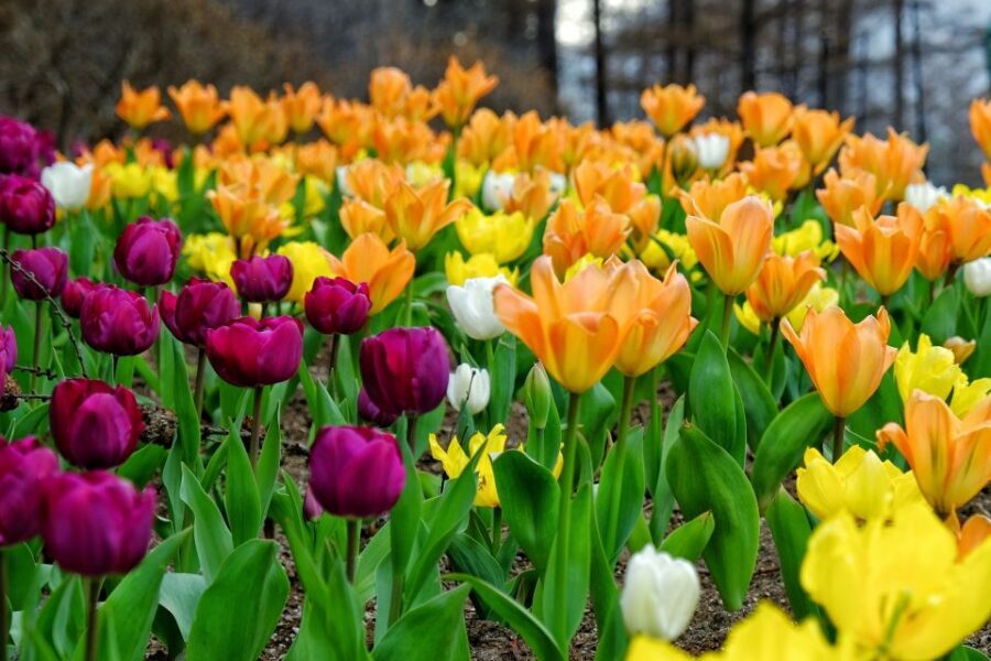 Seoul: Private Customizable Tour to Nami Island and More - A Private Nami Island Day, Without the Herd