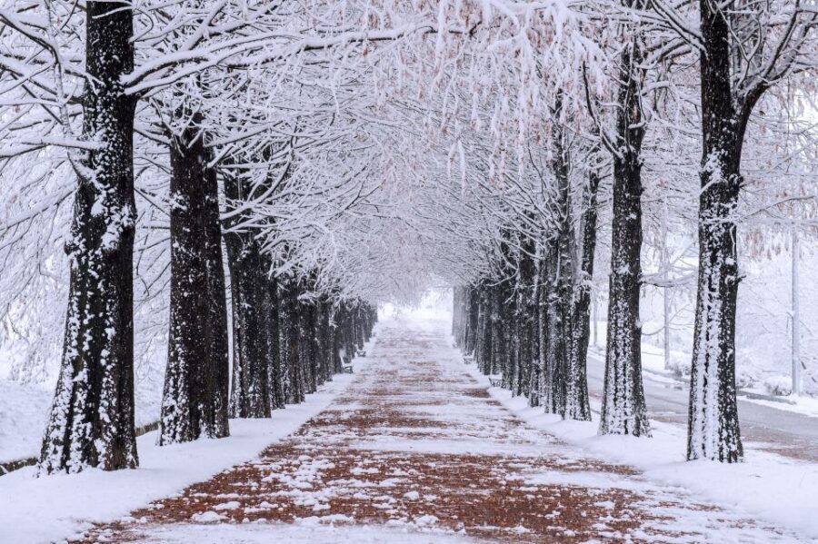 Seoul: Private Customizable Tour to Nami Island and More - Garden of Morning Calm: A Calmer Walk With Designed Gardens