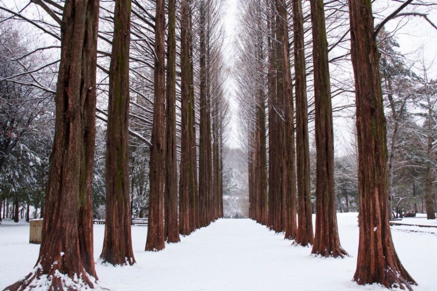 Seoul: Private Customizable Tour to Nami Island and More - How the Customizable Stops Keep the Day Feeling Yours