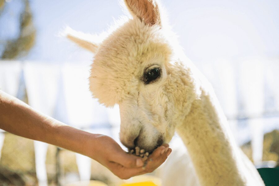 Seoul: SnowyLand in Vivaldi Park with Nami or Alpaca - The guide and group feel: why it matters on a cold day