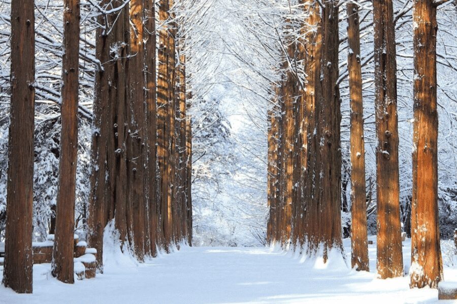 Seoul: SnowyLand in Vivaldi Park with Nami or Alpaca - Alpaca World option: a fluffy, low-stress change of pace