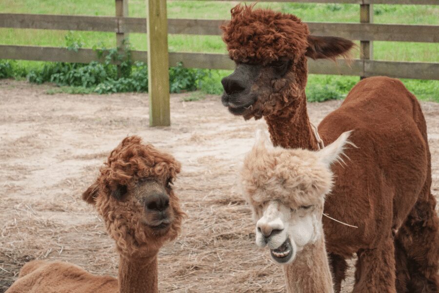 Seoul: SnowyLand in Vivaldi Park with Nami or Alpaca - Timing and logistics: how a 10–11 hour day stays manageable