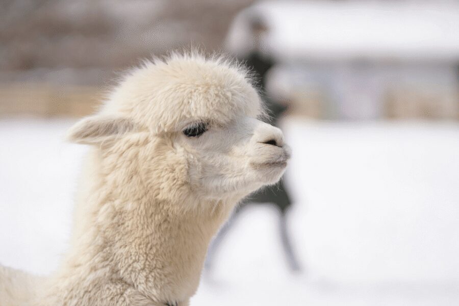 Seoul: SnowyLand in Vivaldi Park with Nami or Alpaca - Price and value: what you’re really paying for