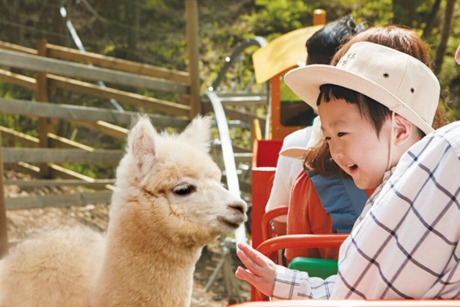Seoul: The Painter Show with Nami Island - Who This Tour Fits Best
