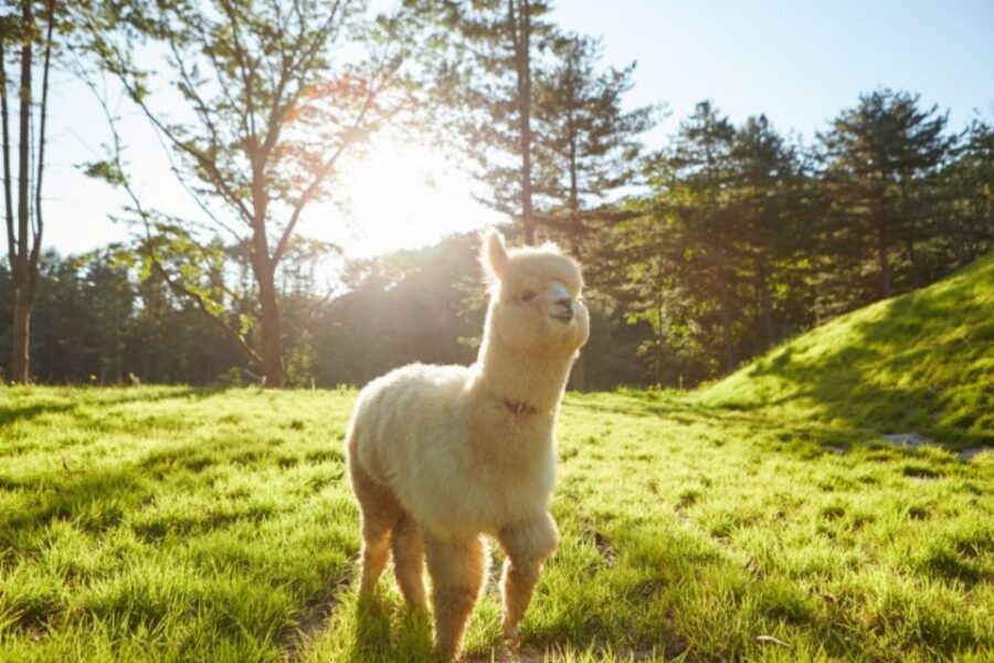 Seoul: The Painter Show with Nami Island - Alpaca World or Nami Island: Choose Your Kind of Calm