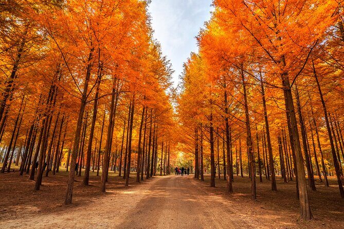 Seoul Vicinity 5 in 1: Nami Island, Garden of Morning Calm & More - Stop 4: Nami Island’s Tree-Lined Walks (Walk or Bike, Your Call)