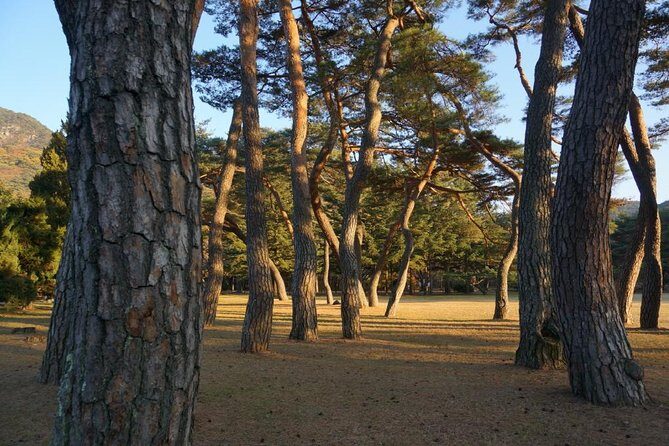 Songnisan National Park & Beopjusa Temple UNESCO site Private Tour - Songnisan National Park: Choose Your Forest Time (2 Hours or Munjangdae)