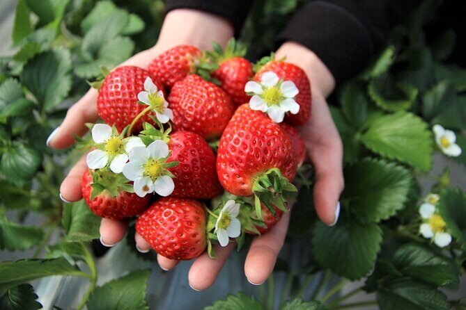 Strawberry Picking, Winter Sled with Eobi Ice Valley from Seoul - Price and value: what $79.05 actually buys you
