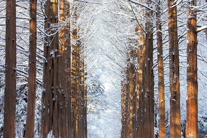 Vivaldi Park Winter Ski Resort with Nami Island Tour from Seoul - Stop 2 at Nami Island: about 3 hours to wander